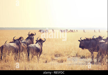 Antelope Gnu in namibian bush Stock Photo