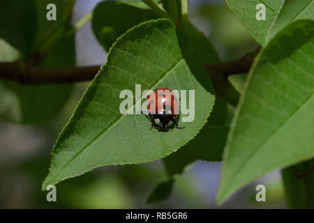Beautiful ladybug is sitting on a green leaf. Blooming bird cherry. Animals in wildlife. Stock Photo