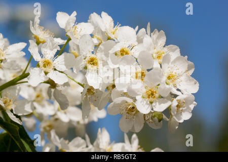Beautiful bird cherry is blooming on a spring meadow. Prunus padus. Live nature. Stock Photo