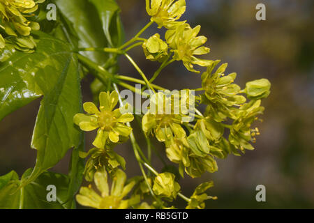 Green leaves and young sprouts of blossoming poplar tree. Populus canadensis. Awakening of nature. Stock Photo