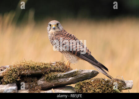 KESTREL (falco tinnunculus) female on a wall, UK. Stock Photo