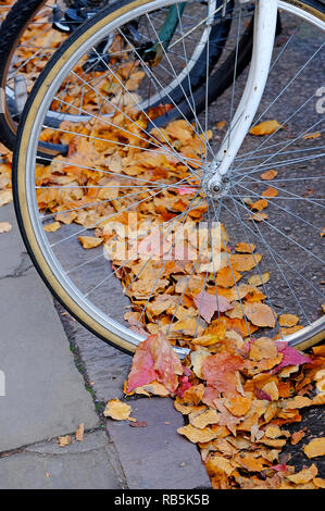 bicycle wheel in autumn leaves on road Stock Photo