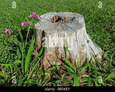 A bench in the park made of a dry and cut tree stump rooted on a green lawn with some flowers next to it Stock Photo