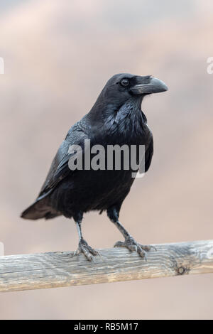 Canary Raven (Corvus tingitanus), Canary Islands, Fuerteventura Stock Photo