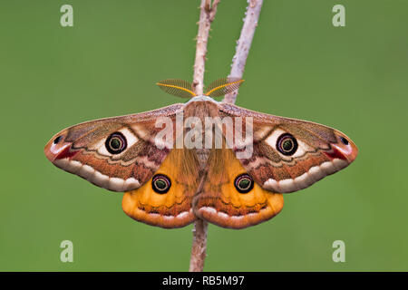 Small Emperor Moth (Saturnia pavonia) Stock Photo