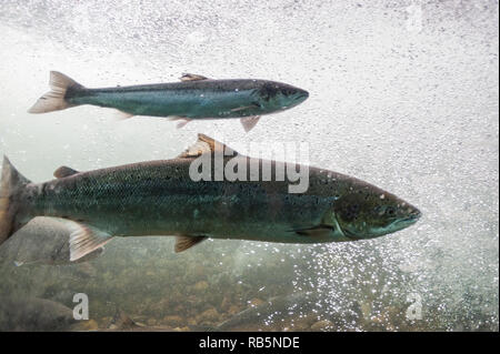 Salmon swimming against river current. Norway, Stavanger region. Salmon in these rivers is a very significant part of the worldwide stock of salmon. Stock Photo
