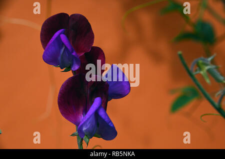 Dark Purple Sweet pea 'Lathyrus odoratus' Flowers grown against an Orange Wall at RHS Garden Harlow Carr, Harrogate, Yorkshire. England, UK. Stock Photo