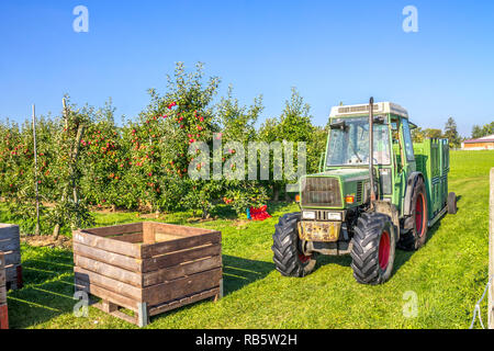 Apple Harvest, Thurgau, Switzerland Stock Photo