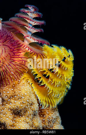 Christmas tree worms living atop a coral formation with beautiful colors and black background. Stock Photo