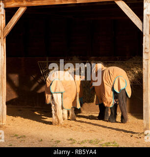 An elderly pair of companion ponies eating from a hay rack under a shelter, wearing outdoor turnout rugs Stock Photo