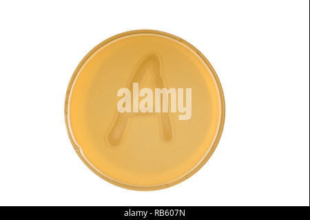 Alphabet made of bacteria escherichia coli culture on LB agar plate - letter a Stock Photo