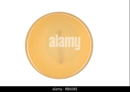 Alphabet made of bacteria escherichia coli culture on LB agar plate - letter y Stock Photo