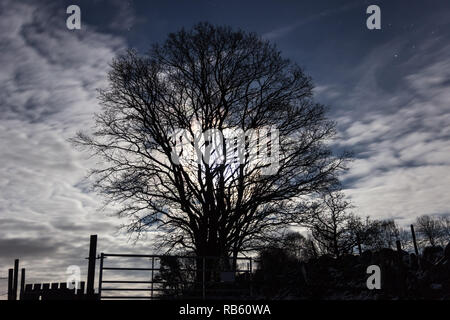 Night scene with a full moon shining through clouds and branches Stock Photo