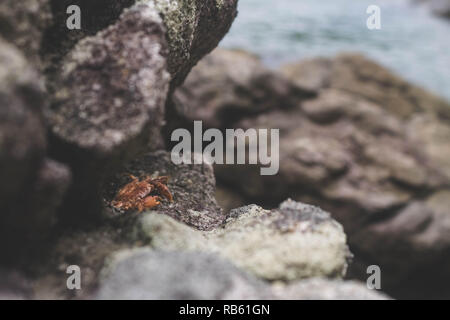 tiny crab baby under rocks on beach Stock Photo