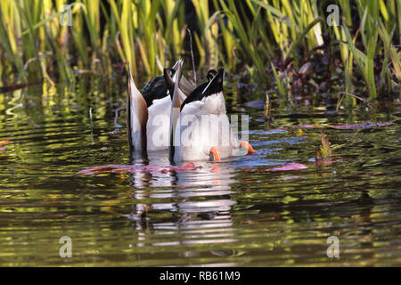 Mallards or wild ducks (Anas platyrhynchos) looking for food in shallow pool, Amsterdam, The Netherlands. Stock Photo