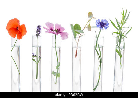 Beautiful flowers on test tube in laboratory, scientist experiment on biology and chemistry. Stock Photo