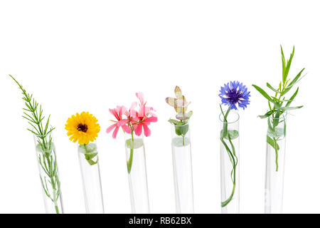 Beautiful flowers on test tube in laboratory, scientist experiment on biology and chemistry. Stock Photo