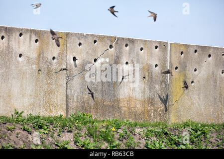 The Netherlands, Amsterdam, Zeeburgereiland. Artificial wall for nesting Sand martins (Riparia riparia). Stock Photo