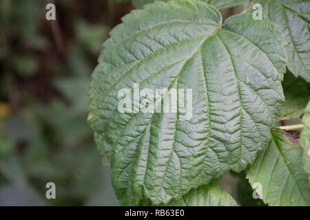 Common Green Alder Leaf With Blurred Autumn Background Stock Photo