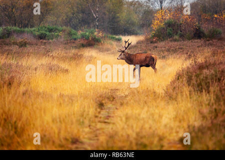 Big Red stag on Chasewater uk Stock Photo