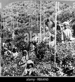 Photograph shows Coolie children picking tea at Takawakele, Sri-Lanka. Dated 1903 Stock Photo