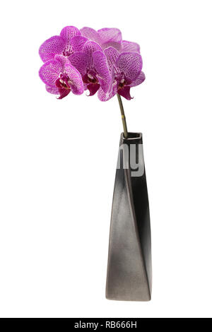 Pink spotted orchid flowers in a black ceramic vase Stock Photo