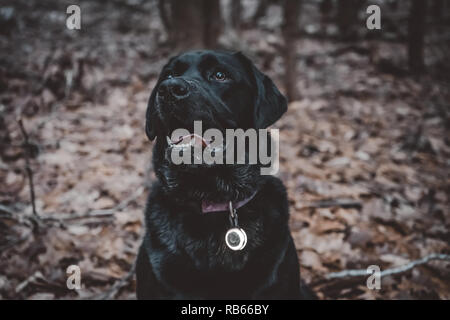 Dog in the Woods Stock Photo