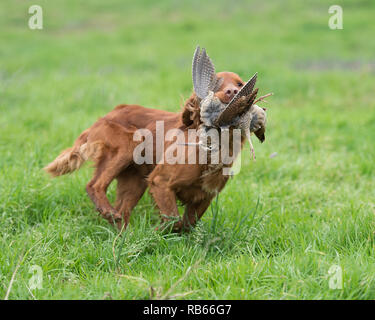 cocker spaniel carrying a woodcock Stock Photo