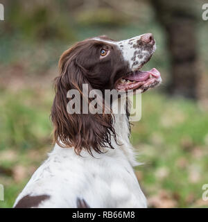 working springer spaniel Stock Photo