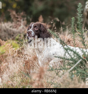 working springer spaniel Stock Photo