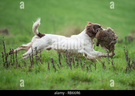 working springer spaniel Stock Photo