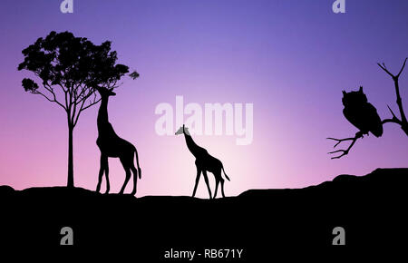 Illustration- Abstract realistic portrayal of two adult giraffes at the sunset on purple gradient background at backdrop of African nature landscape. Stock Photo