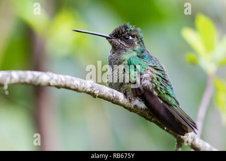Magnificent hummingbird, in Sevegre area of Costa Rica Stock Photo