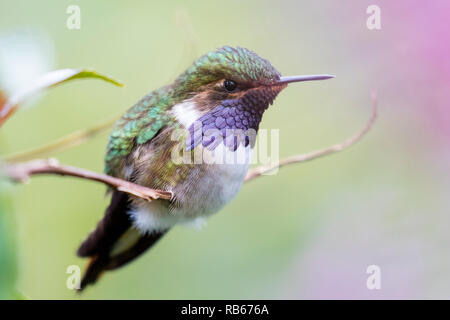 Volcano hummingbird, in Sevegre area of Costa Rica Stock Photo