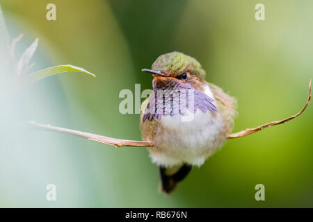 Volcano hummingbird, in Sevegre area of Costa Rica Stock Photo