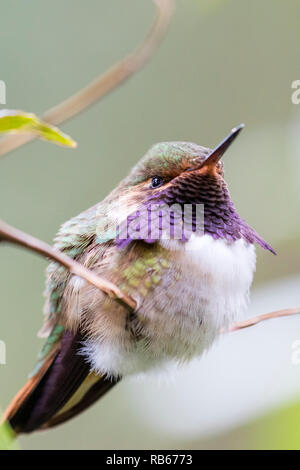 Volcano hummingbird, in Sevegre area of Costa Rica Stock Photo