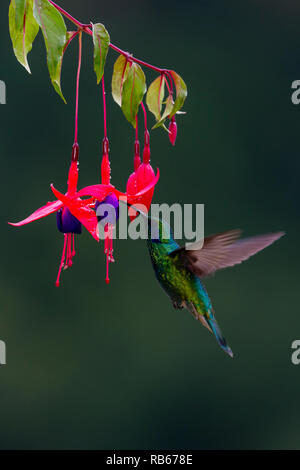 Green Violetear hummingbird, in Sevegre area of Costa Rica Stock Photo
