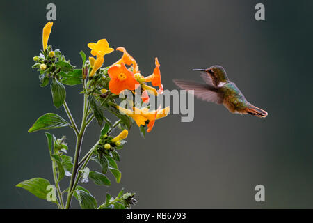 Volcano hummingbird, in Sevegre area of Costa Rica Stock Photo