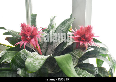 The Bromeliad Aechmea Fasciata plant, also known as Silver Vase, has extravagant and long lasting red flowers Stock Photo