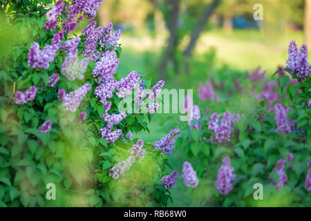 Bush of wonderfull full of delicious scent flowers lilac purple and