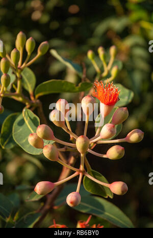 Gum tree gum nuts just starting to blossom, Australia Stock Photo