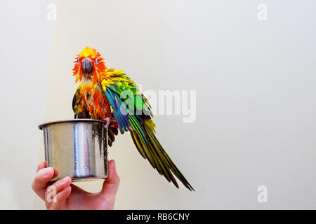 Colorful bird parrot sitting splashing for water in the bathroom Stock Photo