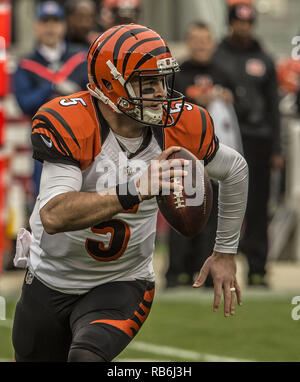 Santa Clara, California, USA. 20th Dec, 2015. Cincinnati Bengals quarterback AJ McCarron (5) runs out of pocket on Sunday, December 20, 2015, at Levis Stadium in Santa Clara, California. The Bengals defeated the 49ers 24-14. Credit: Al Golub/ZUMA Wire/Alamy Live News Stock Photo