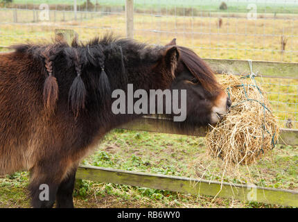 A bay coloured Shetland Pony eating hay from a haynet Stock Photo