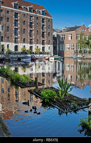 The Netherlands, Amsterdam, Family of Eurasian coot or common coot (Fulica atra) near artificial islands in canal. Stock Photo
