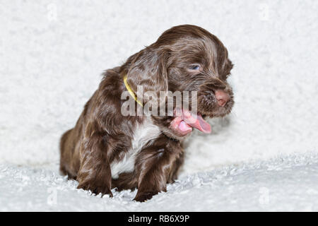 Sprocker Spaniel Puppy Stock Photo