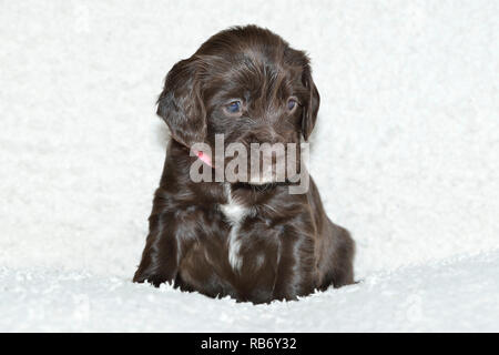 Sprocker Spaniel Puppy Stock Photo