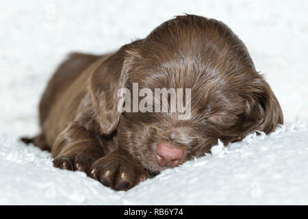 Sprocker Spaniel Puppy Stock Photo