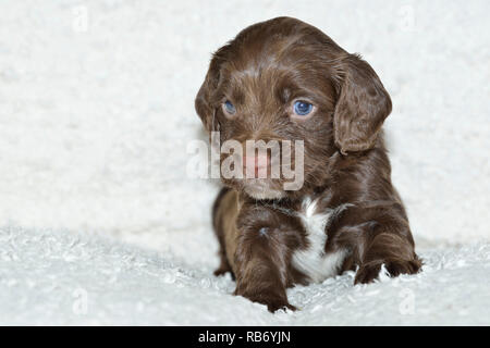Sprocker Spaniel Puppy Stock Photo