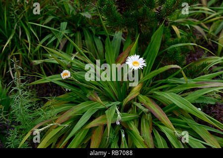 Celmisia mackaui,Akaroa Daisy,white flowers,flower,flowering ,leaves, leaf, foliage, plant, plants, perennial, perennials, RM Floral Stock Photo